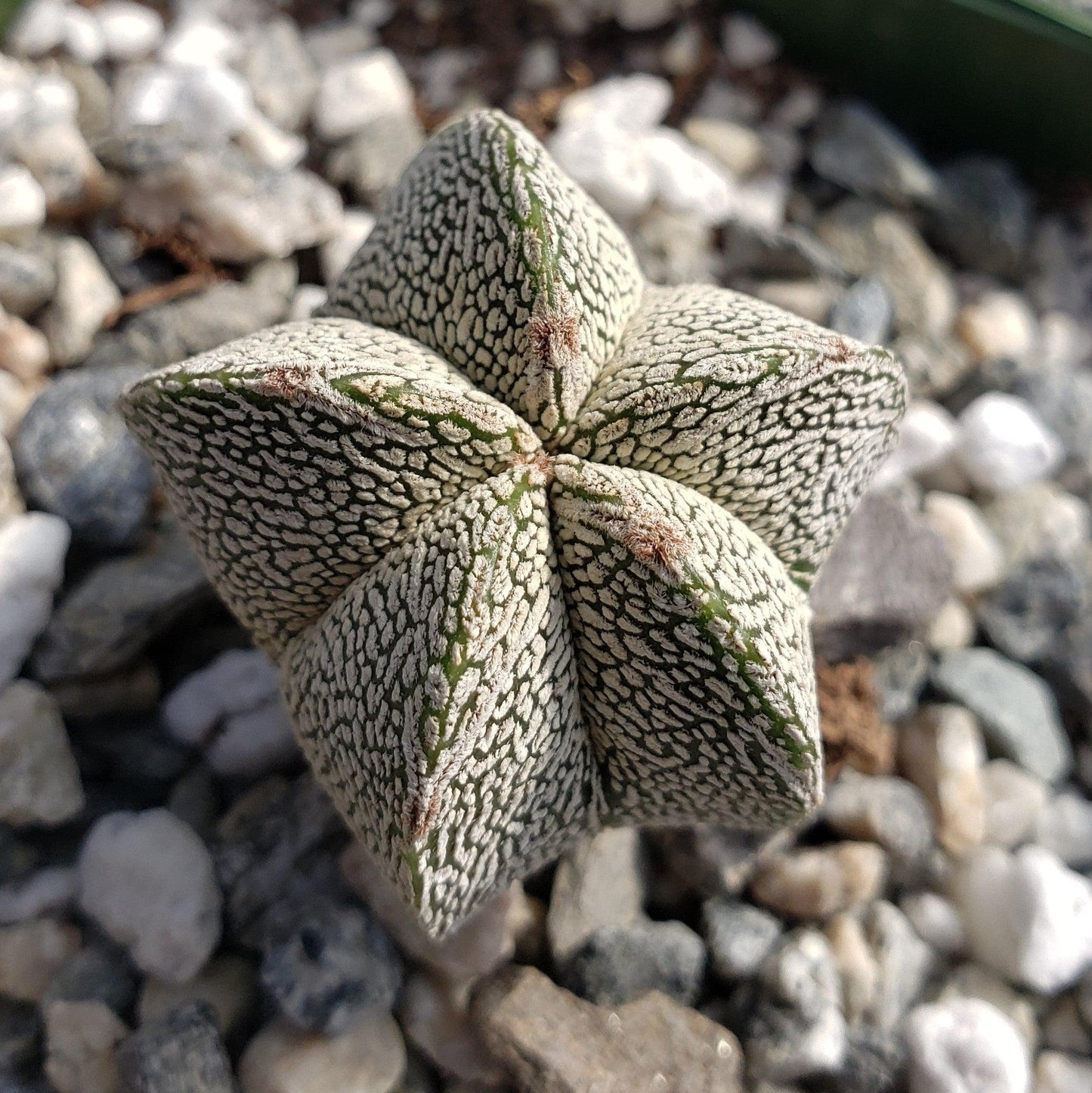 Astrophytum onzuka