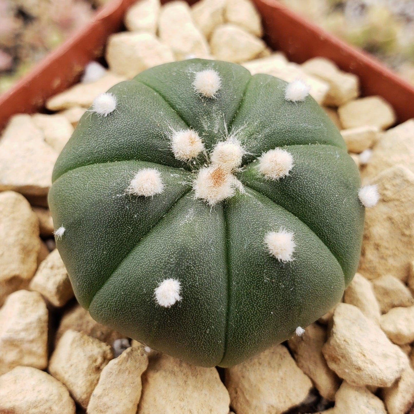 Astrophytum asterias nudum