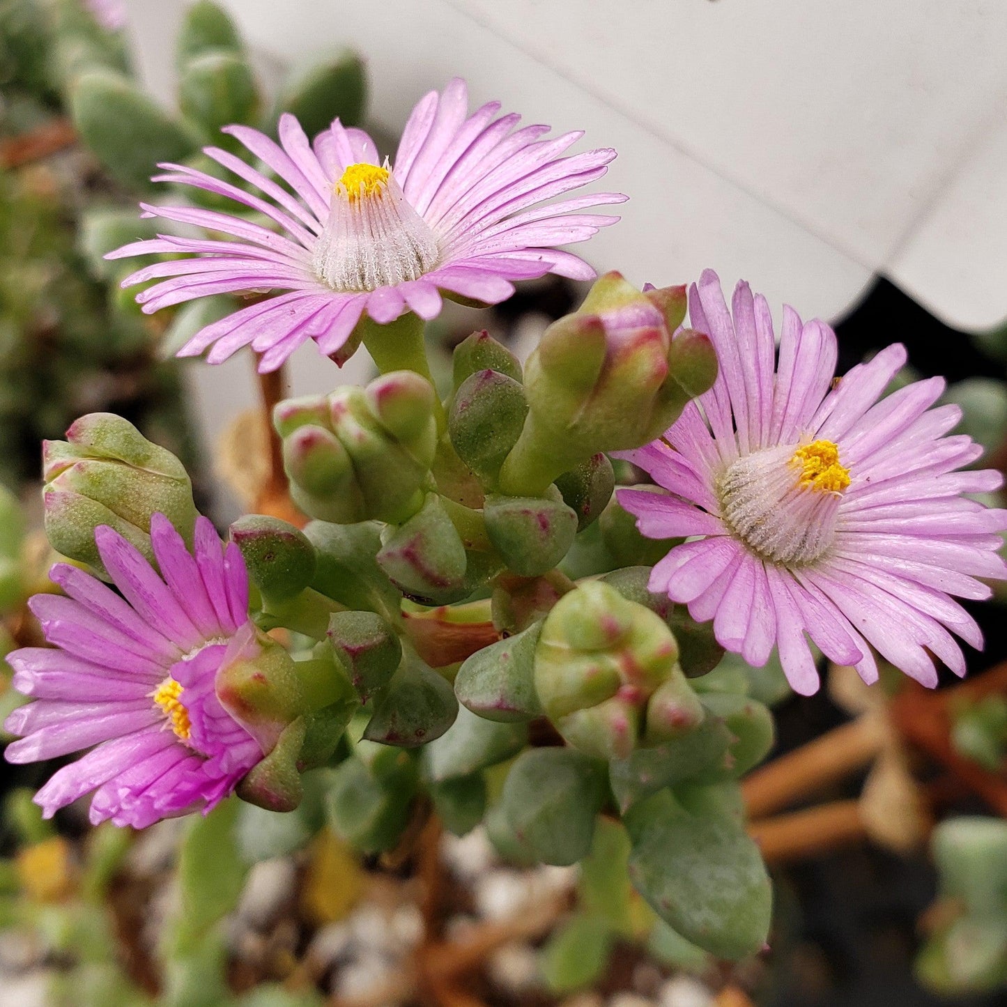 Pink Ice plant Succulent 'Oscularia deltoides'