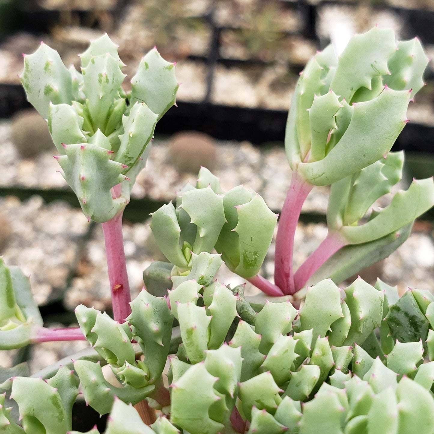 Pink Ice plant Succulent 'Oscularia deltoides'