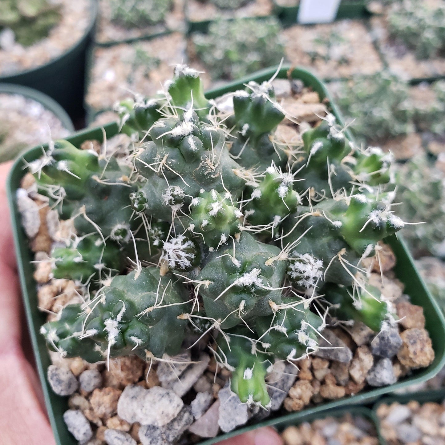 Puna subterranea 'incahuasi'