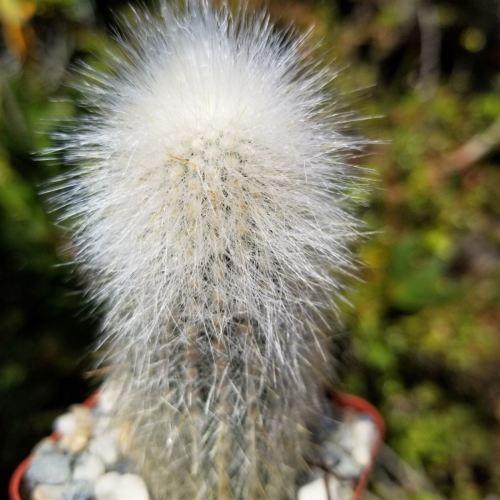 Silver Torch Cactus 'Cleistocactus strausii'
