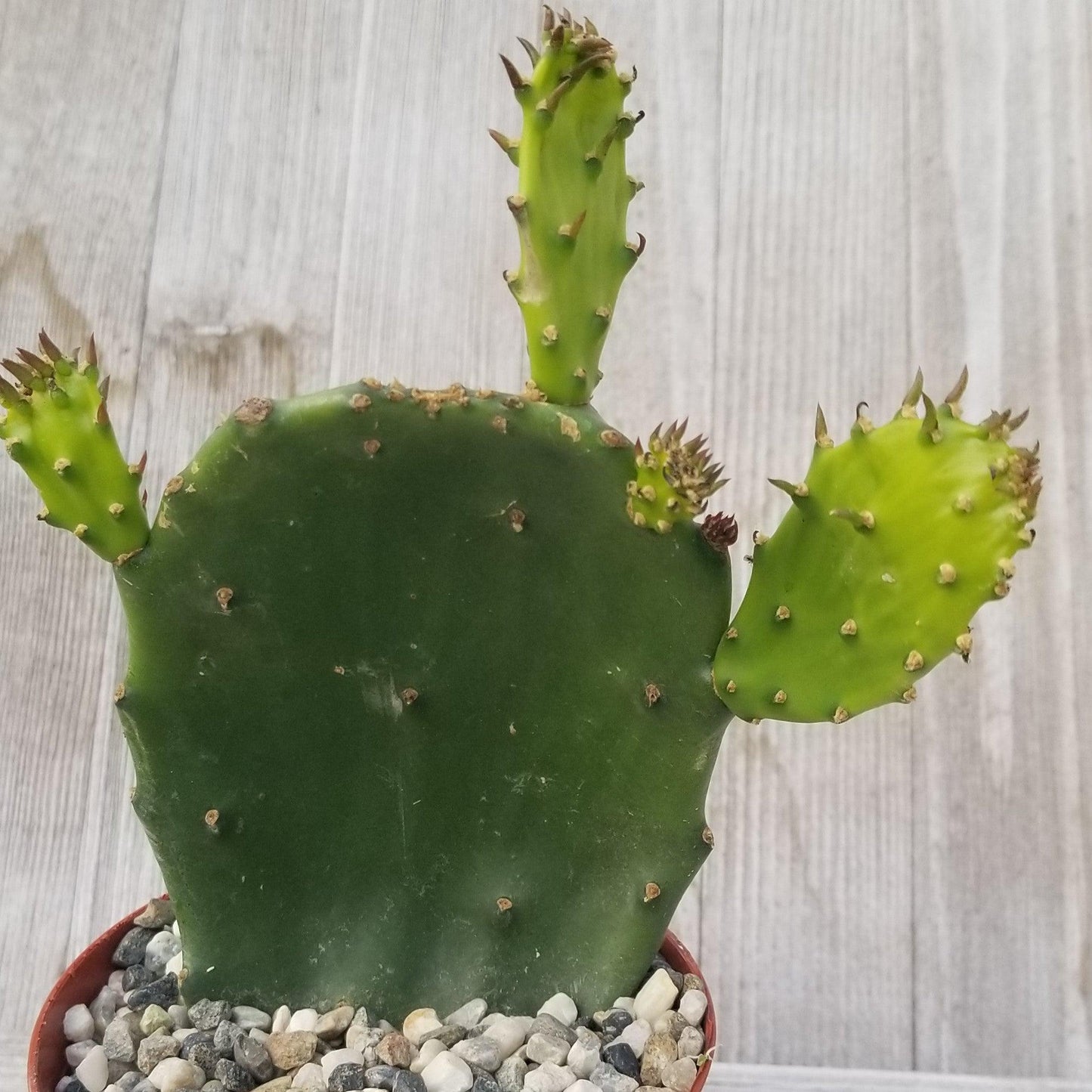 Opuntia ellisian 'Spineless Prickly Pear'