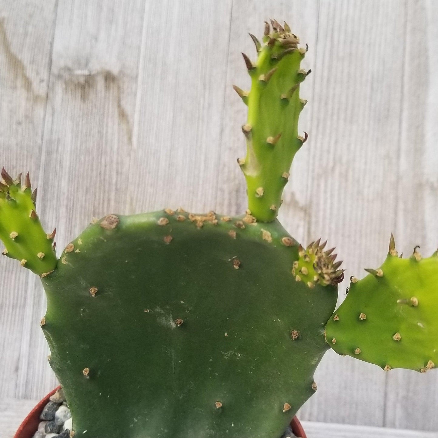 Opuntia ellisian 'Spineless Prickly Pear'