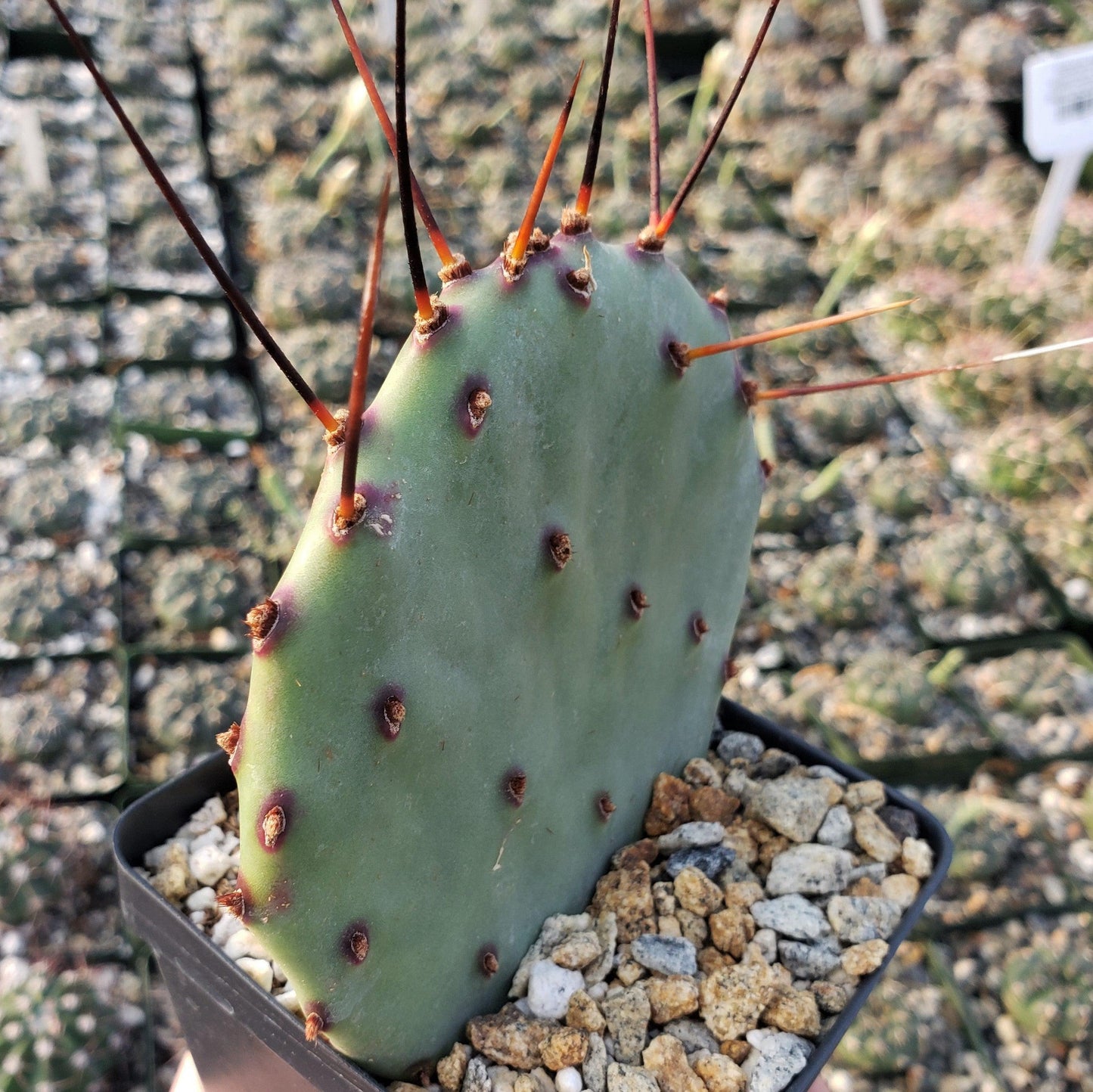 Purple Prickly Pear 'Opuntia macrocentra'