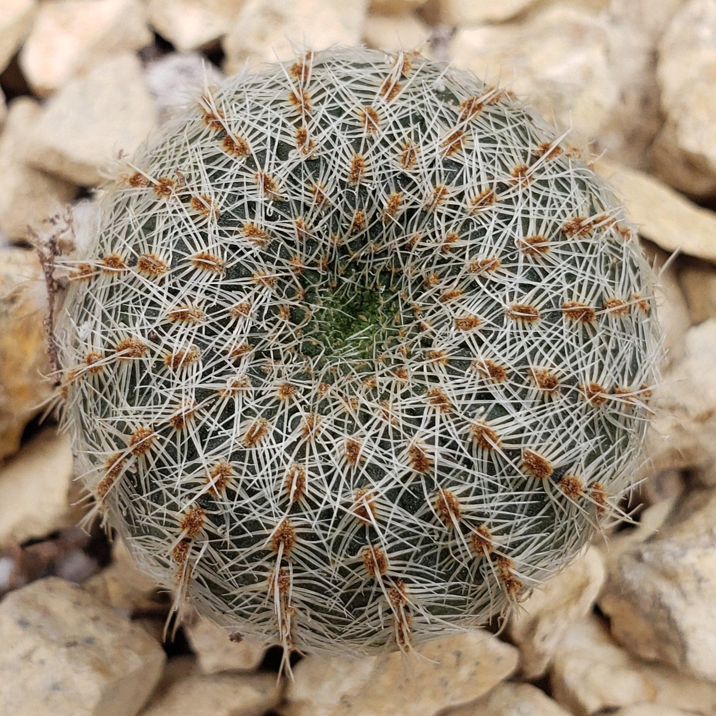 Frailea gloriosa