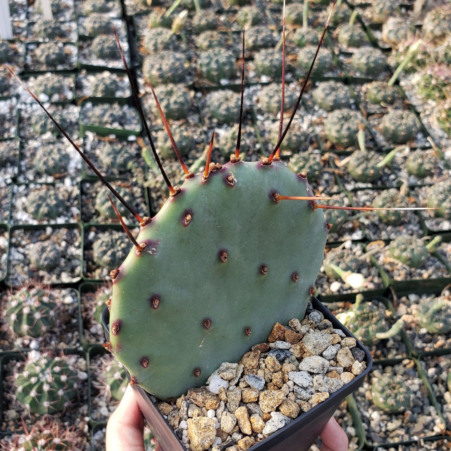 Purple Prickly Pear 'Opuntia macrocentra'