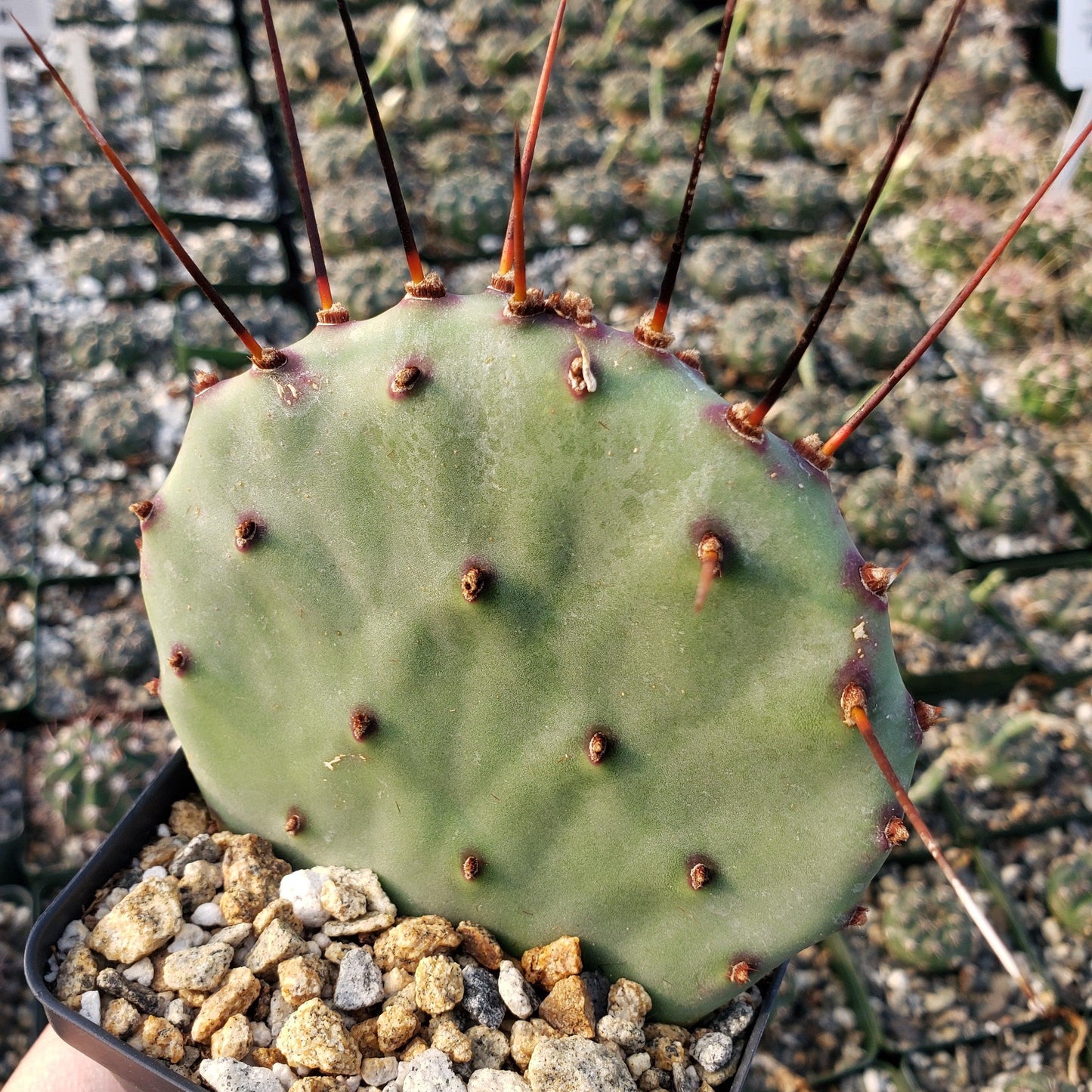 Purple Prickly Pear 'Opuntia macrocentra'