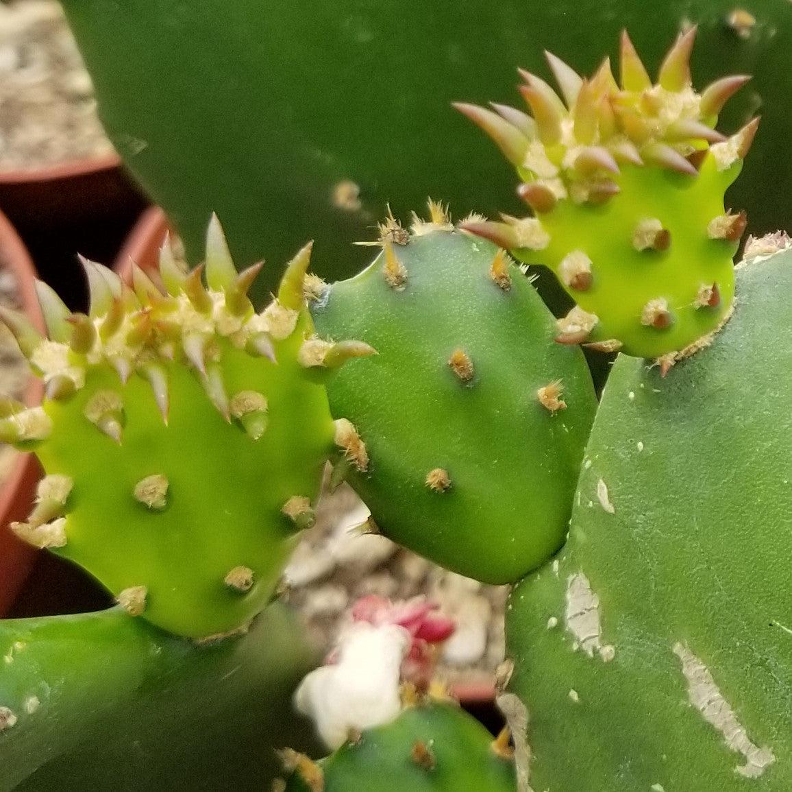 Opuntia ellisian 'Spineless Prickly Pear'