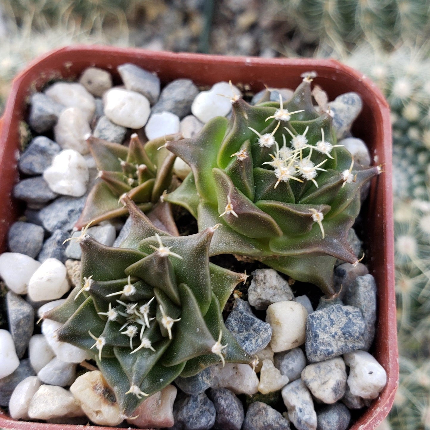 Obregonia denegrii
