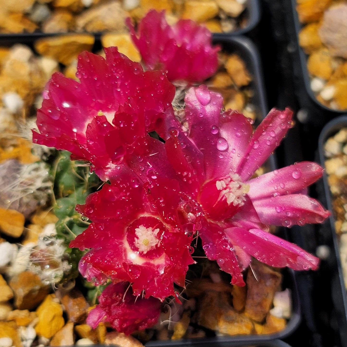 Puna subterranea 'incahuasi'