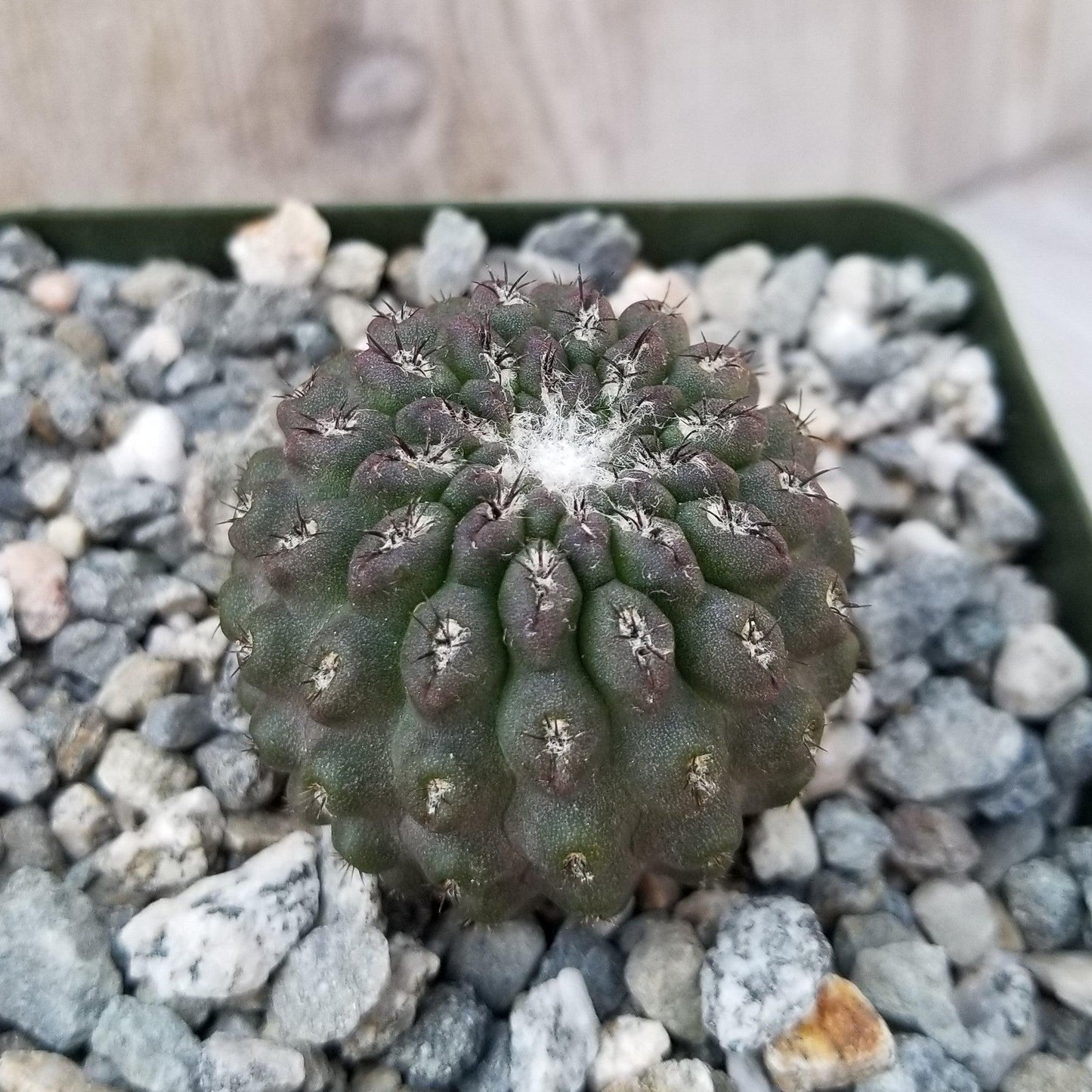 Neochilenia vexata
