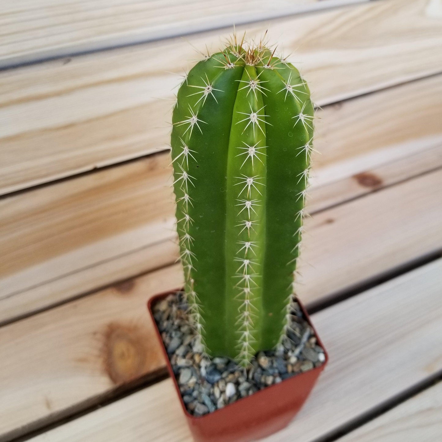 Neobuxbaumia euphorbioides