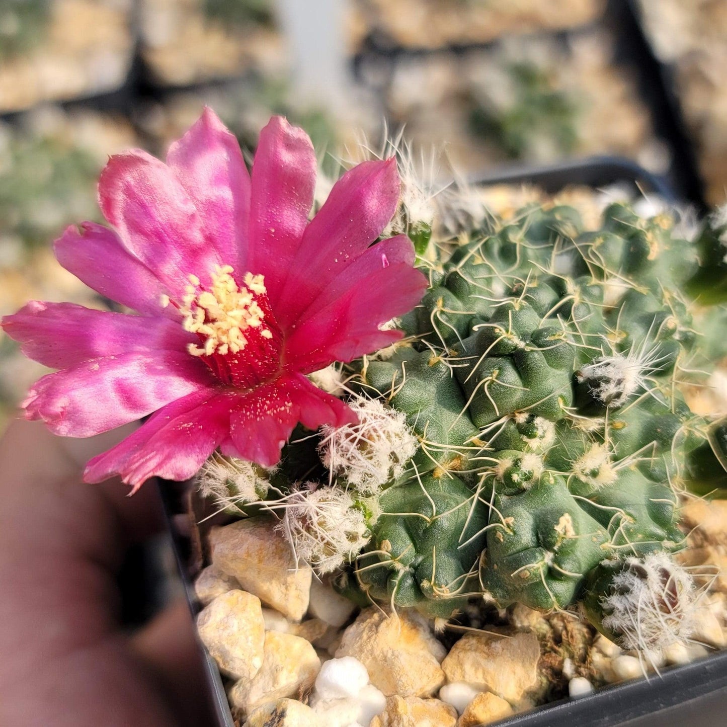 Puna subterranea 'incahuasi'