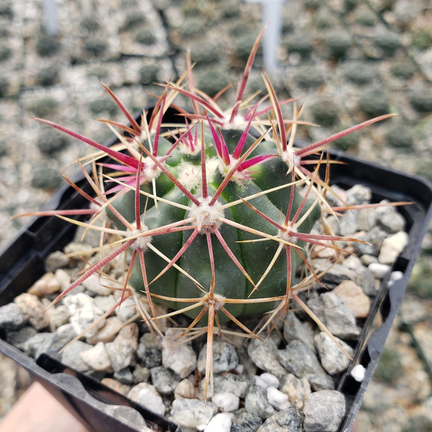 Ferocactus viridescens v. orcuttii valle de las palmas