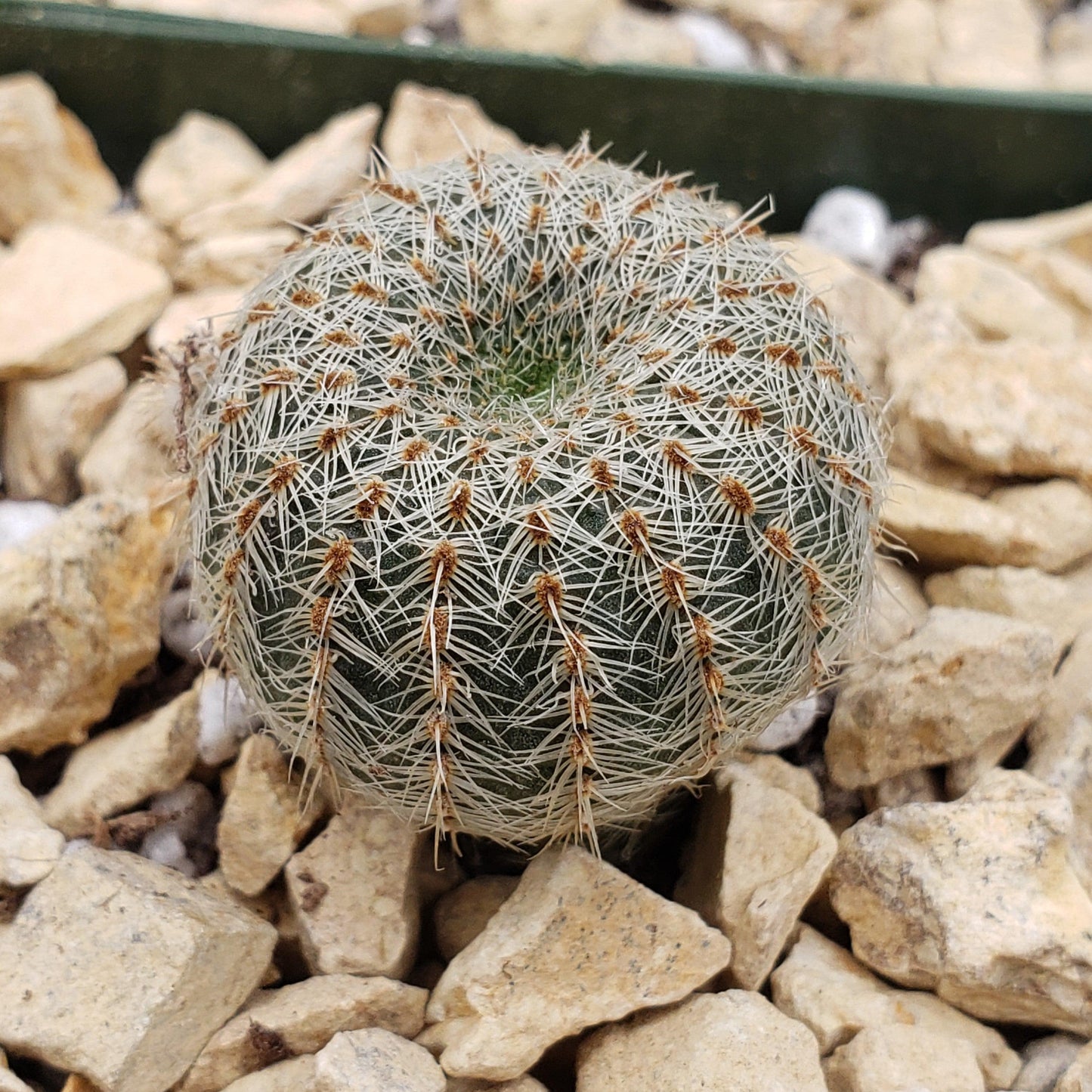 Frailea gloriosa