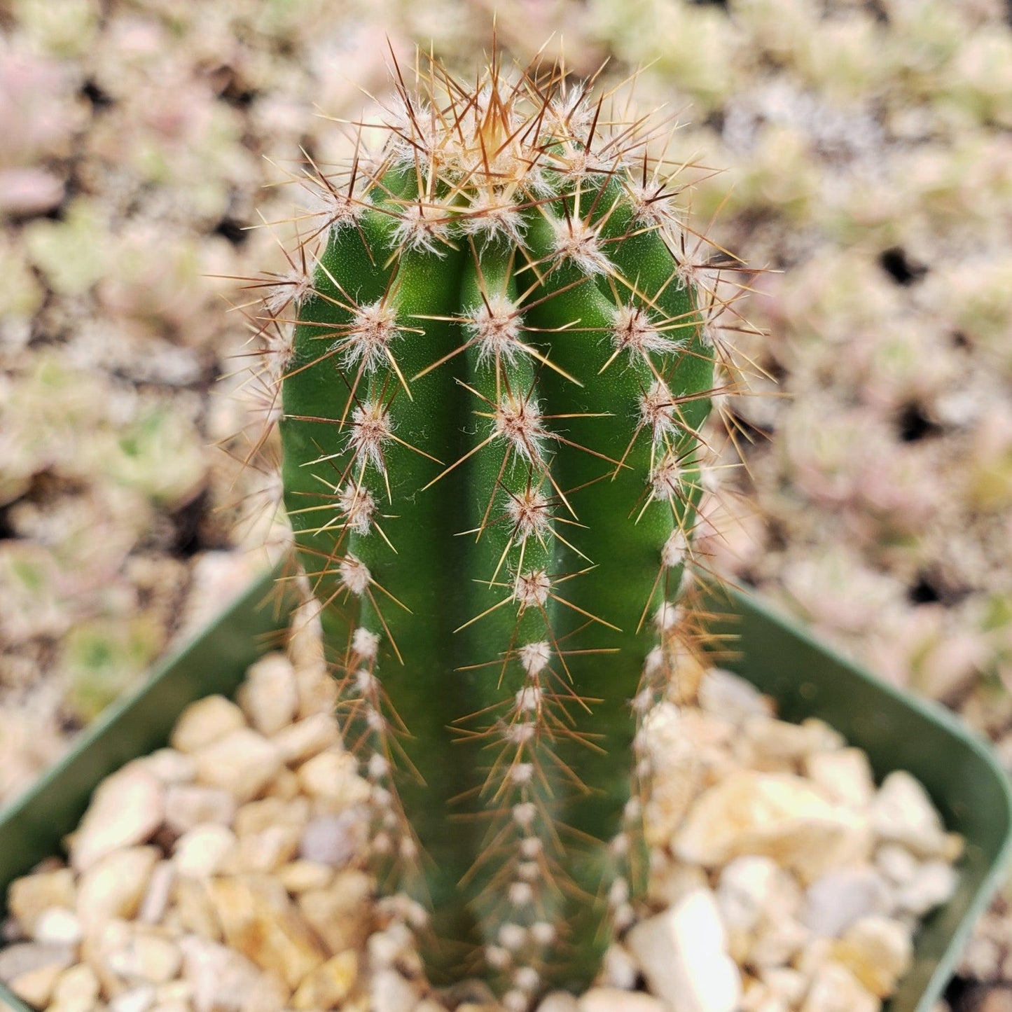 Peruvian Apple Cactus 'Cereus repandus'