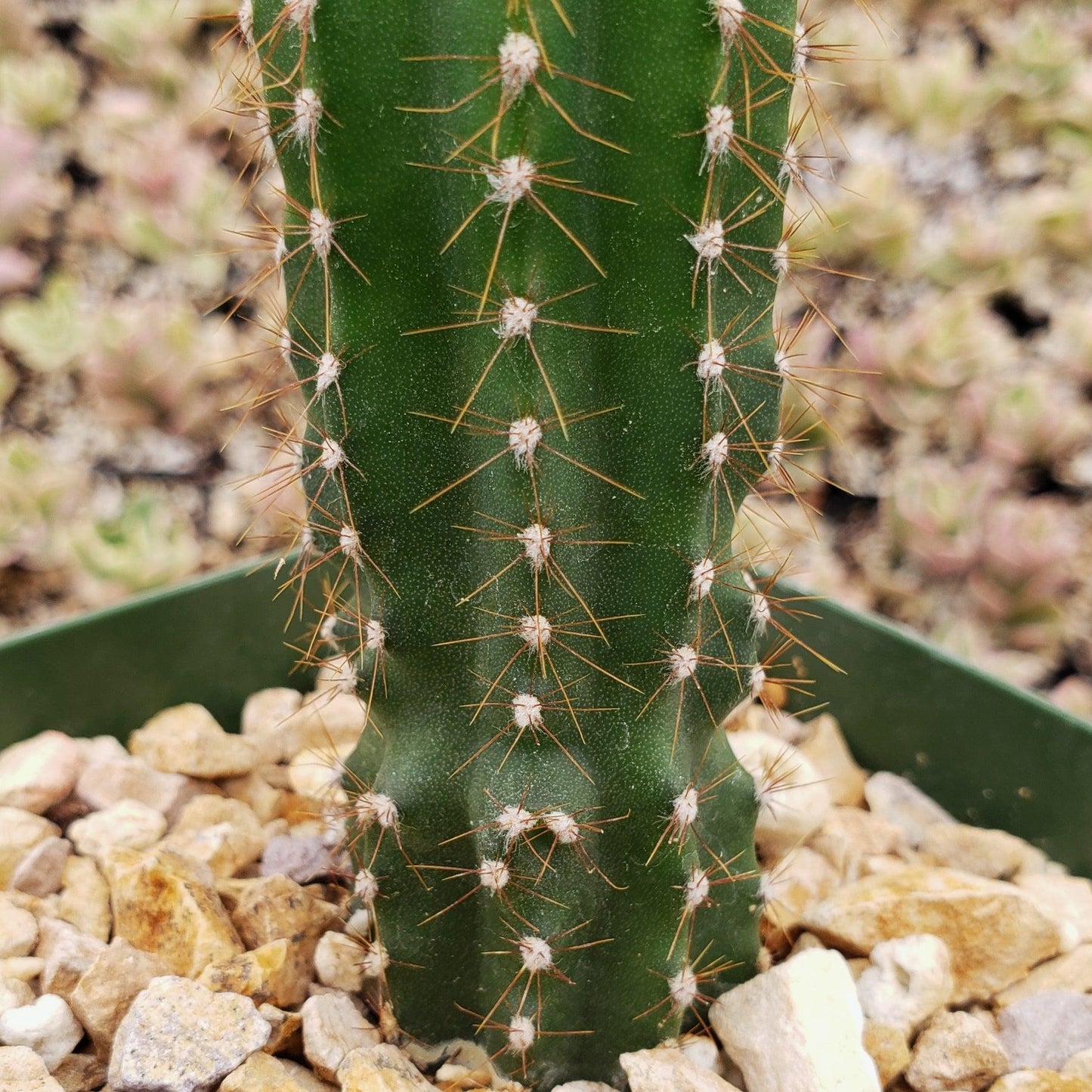 Peruvian Apple Cactus 'Cereus repandus'