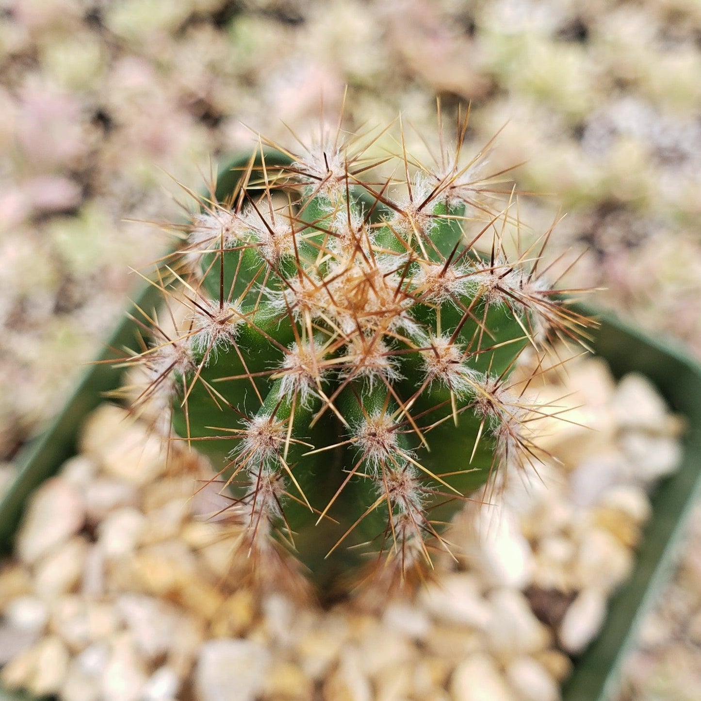 Peruvian Apple Cactus 'Cereus repandus'