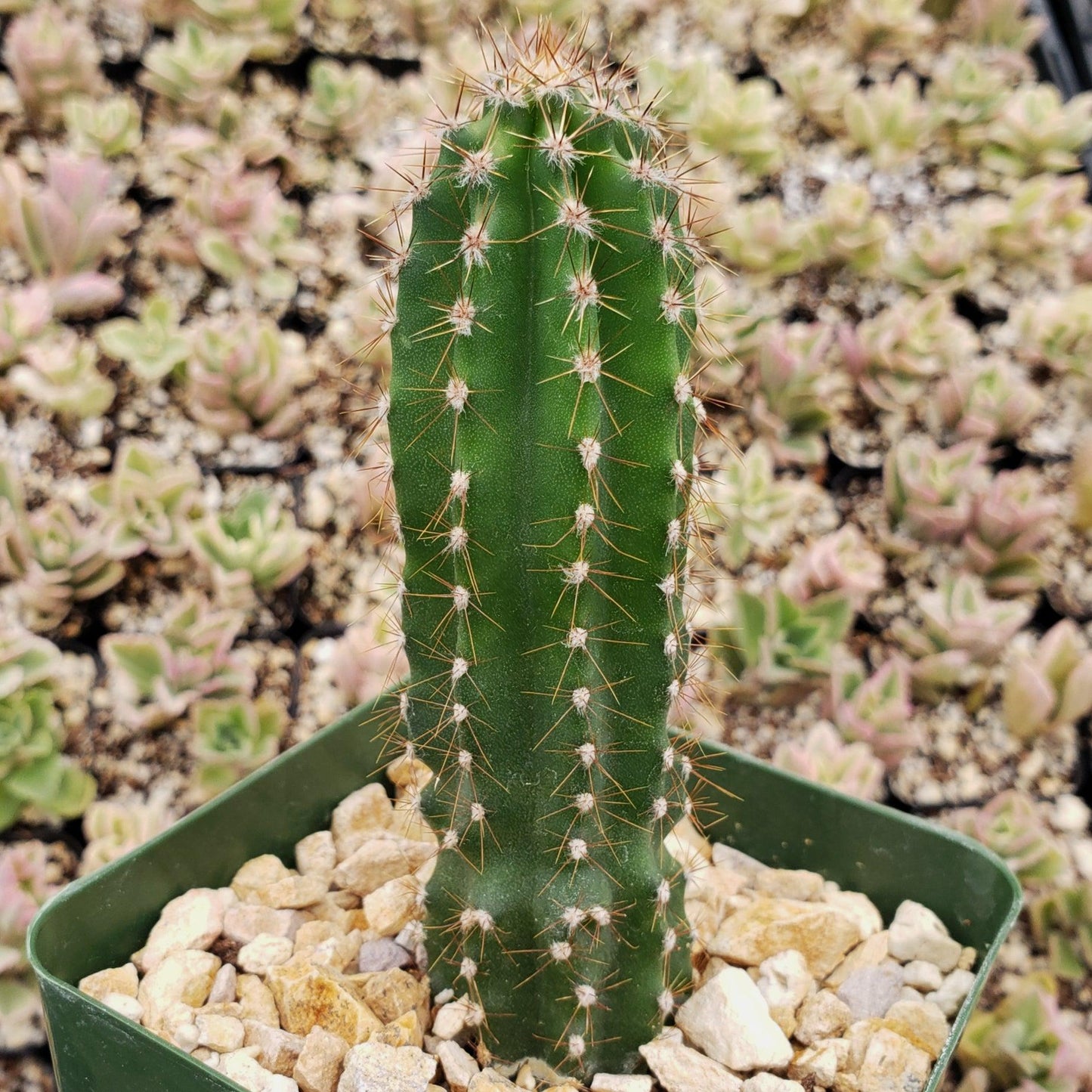 Peruvian Apple Cactus 'Cereus repandus'