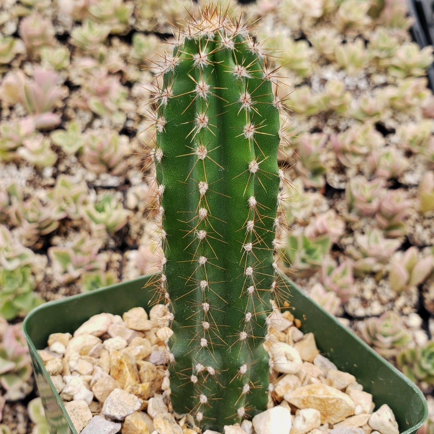 Peruvian Apple Cactus 'Cereus repandus'