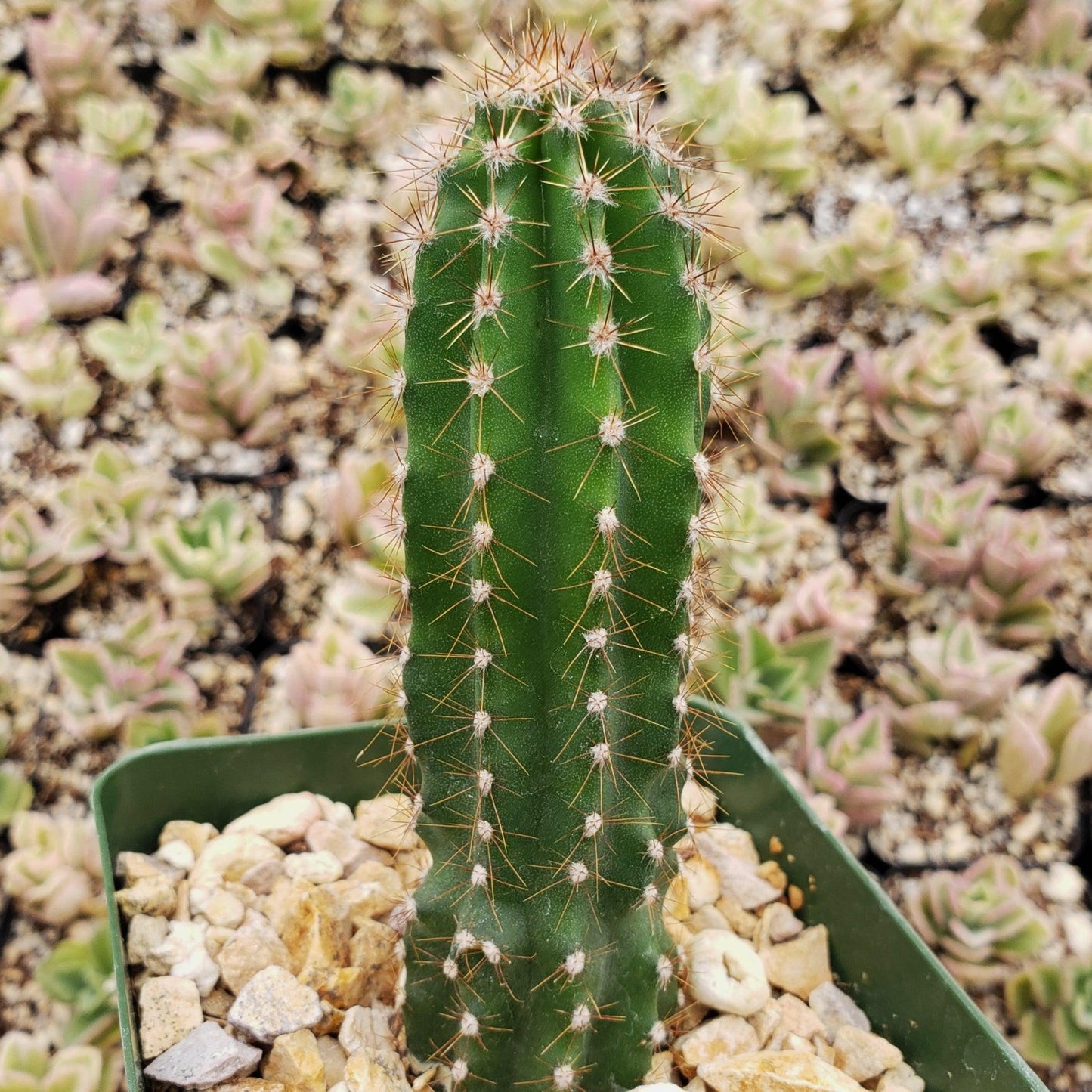Peruvian Apple Cactus 'Cereus repandus'