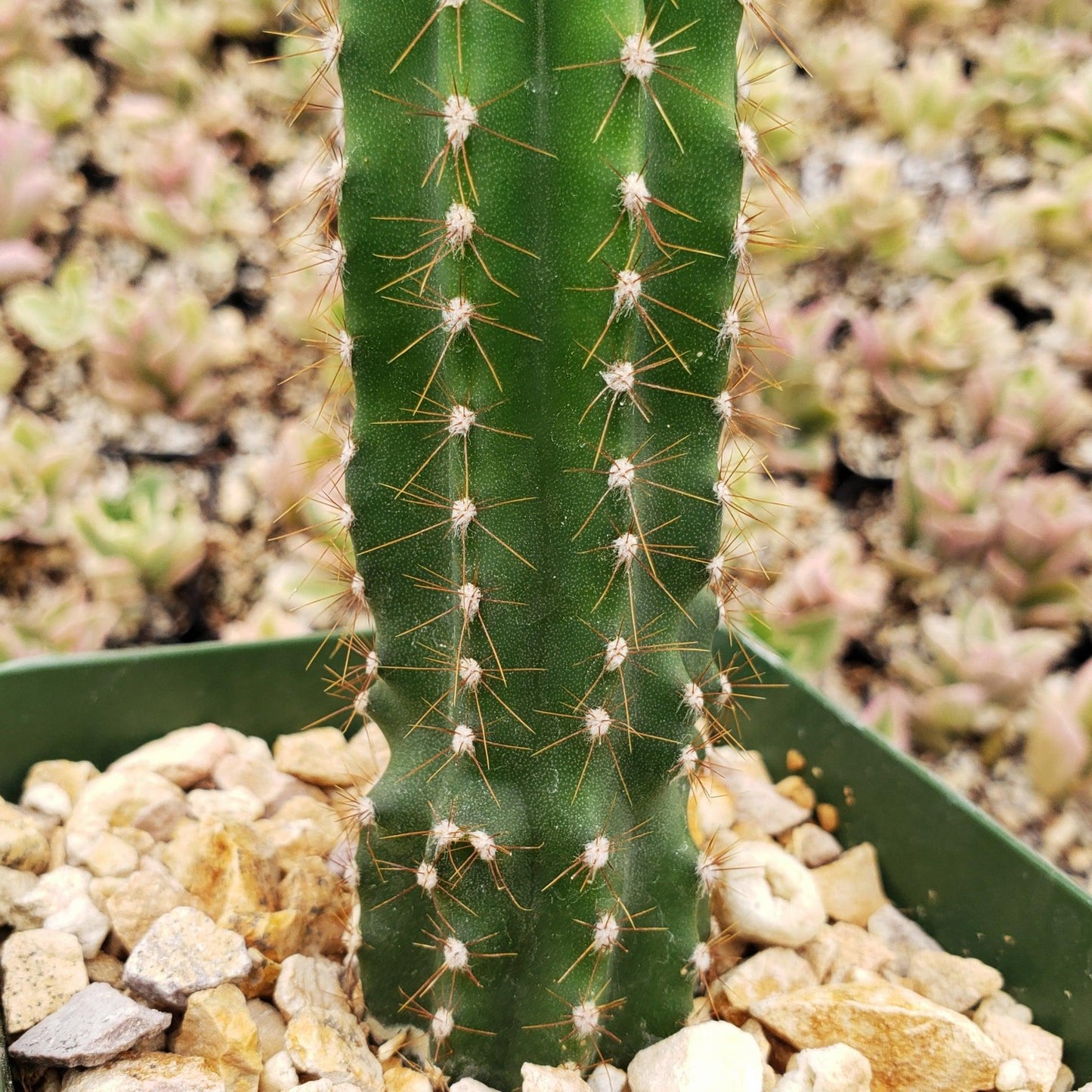 Peruvian Apple Cactus 'Cereus repandus'