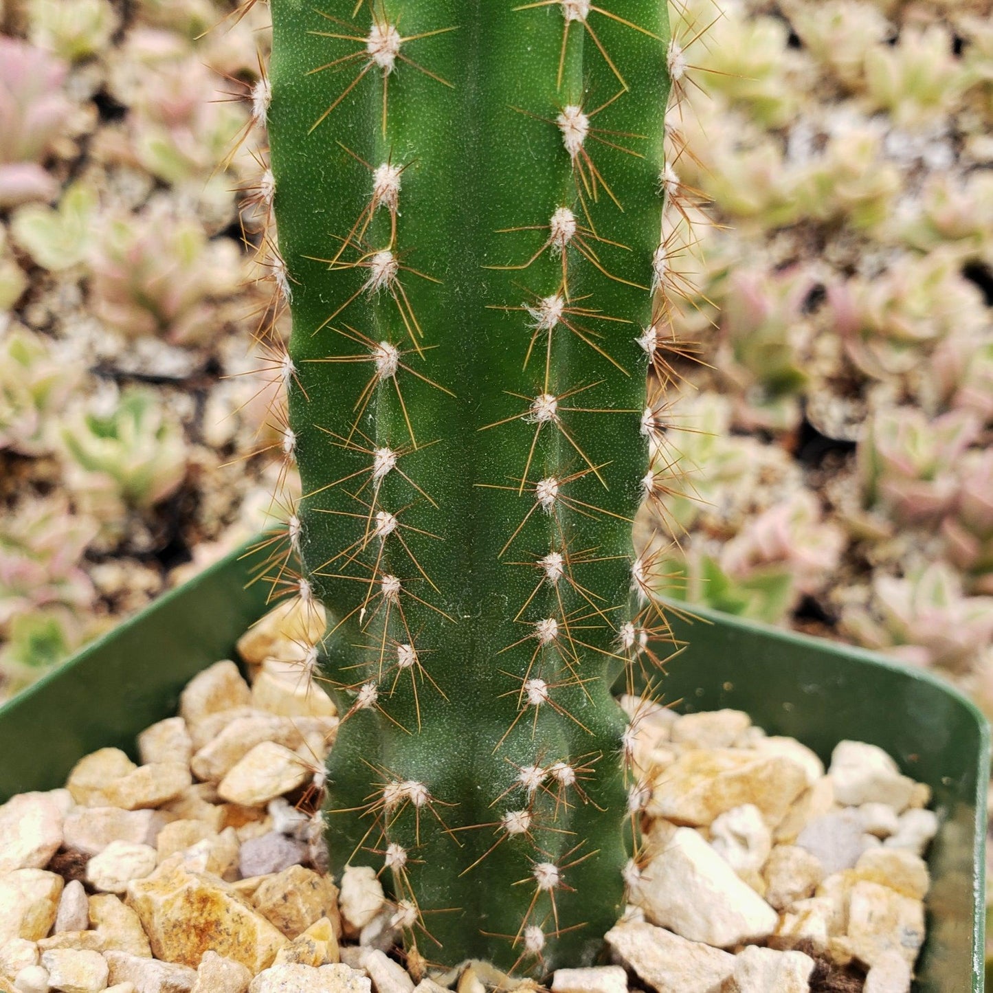 Peruvian Apple Cactus 'Cereus repandus'