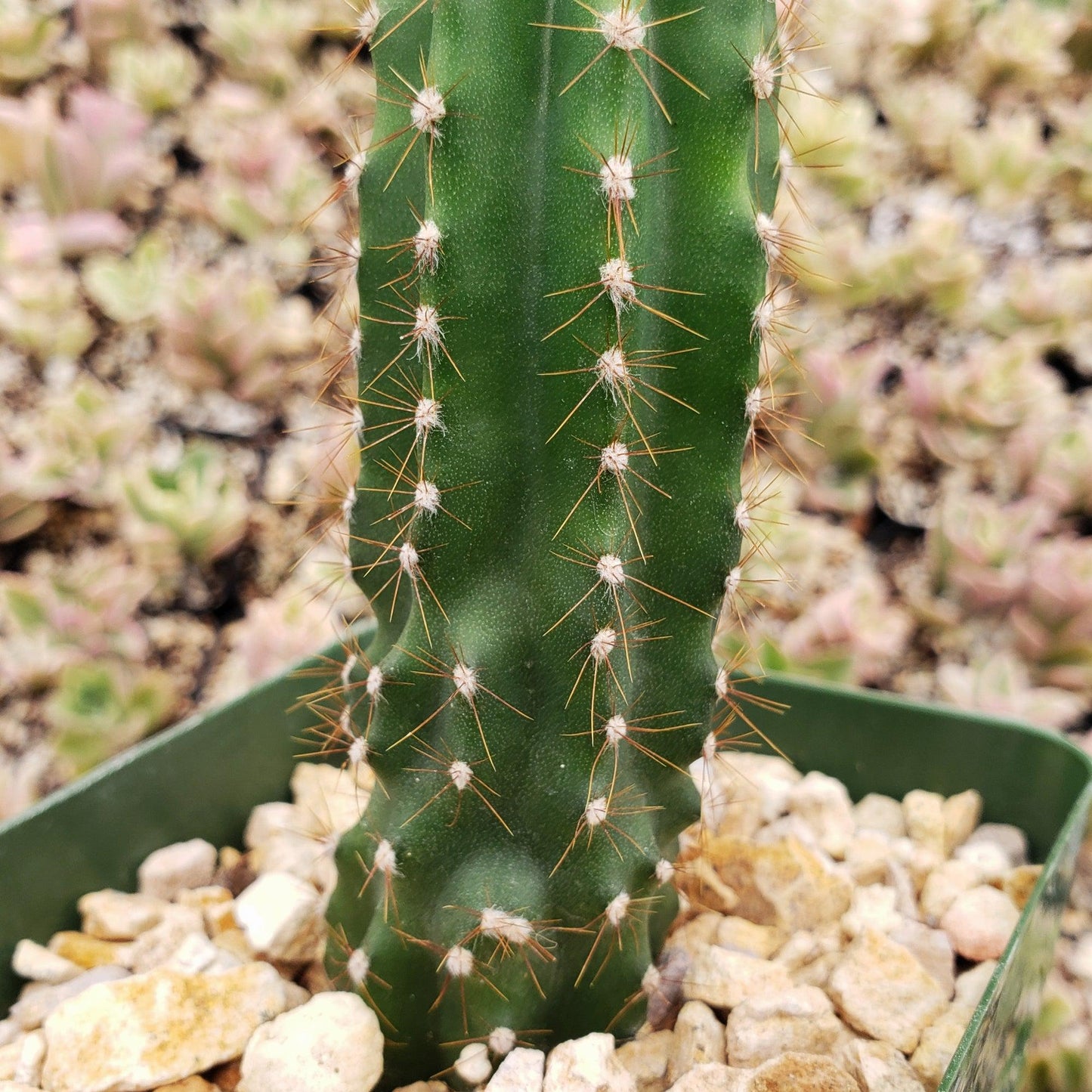 Peruvian Apple Cactus 'Cereus repandus'