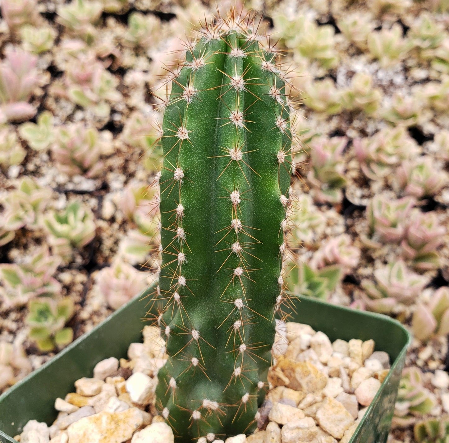Peruvian Apple Cactus 'Cereus repandus'