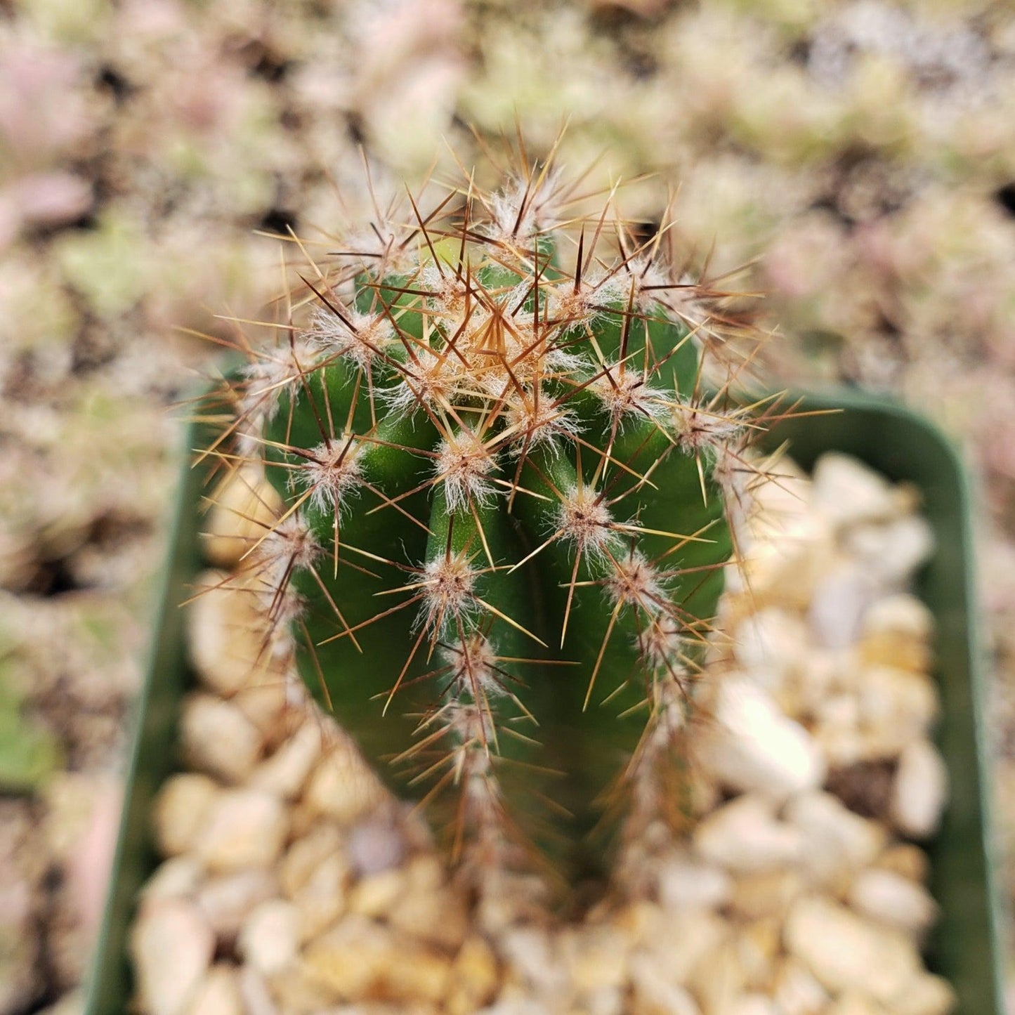 Peruvian Apple Cactus 'Cereus repandus'