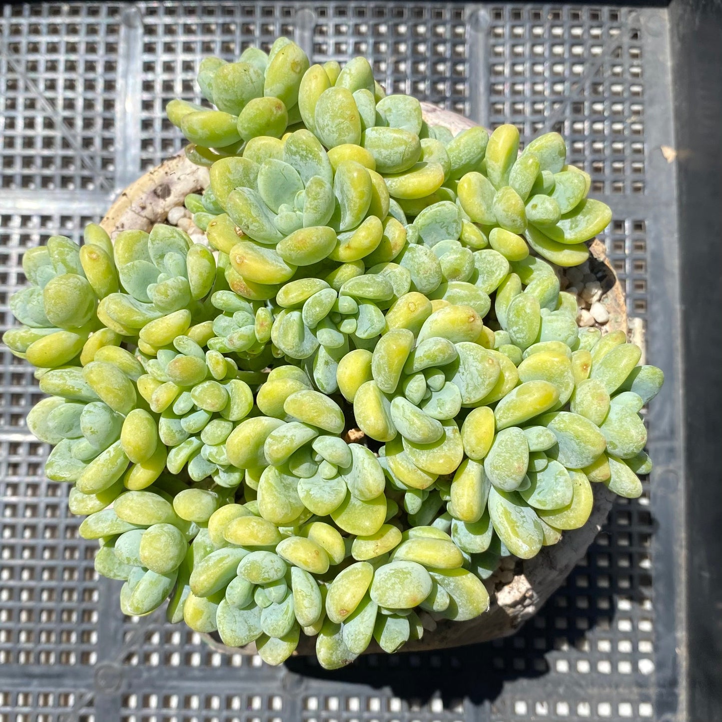Sedum Clavatum