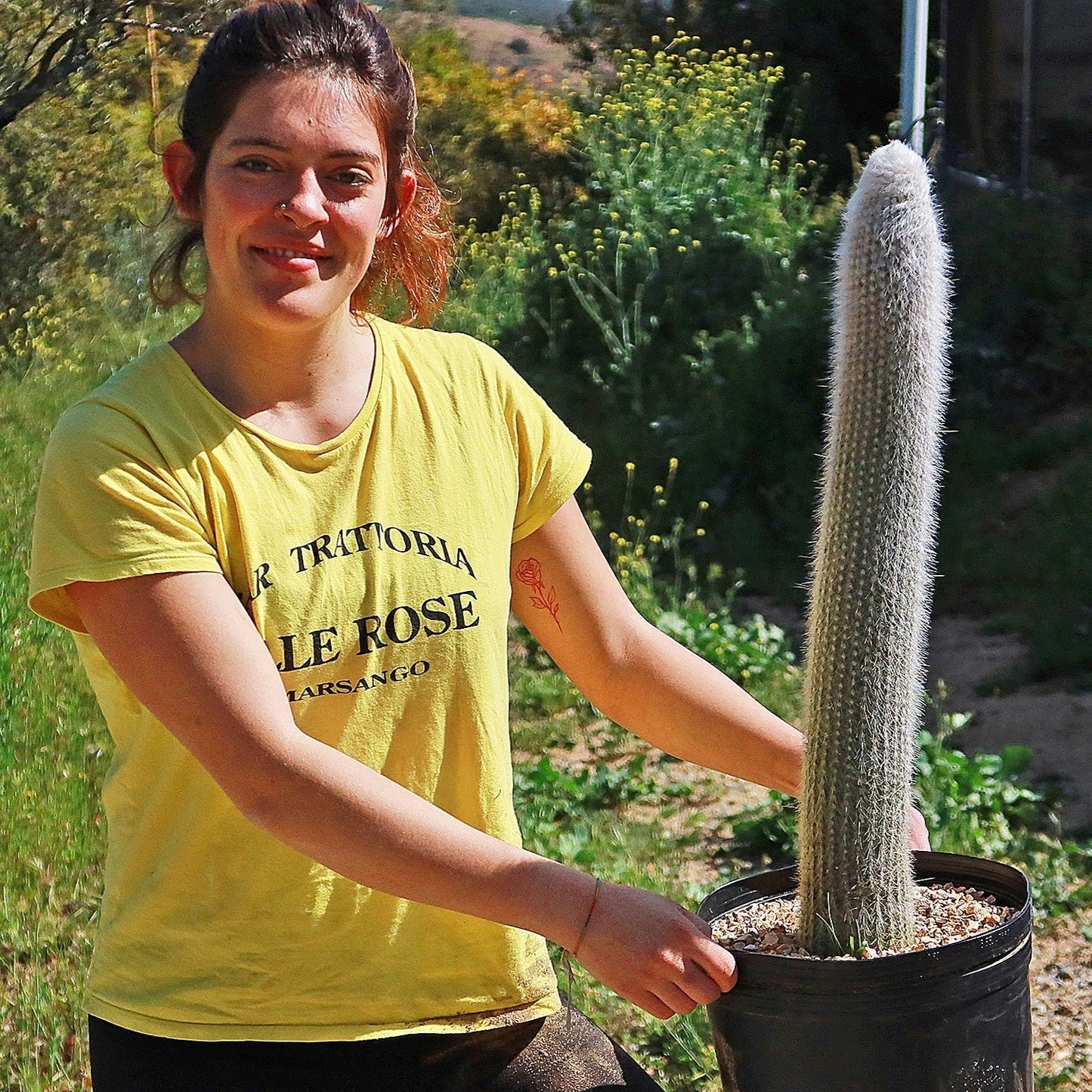 Silver Torch Cactus 'Cleistocactus strausii'