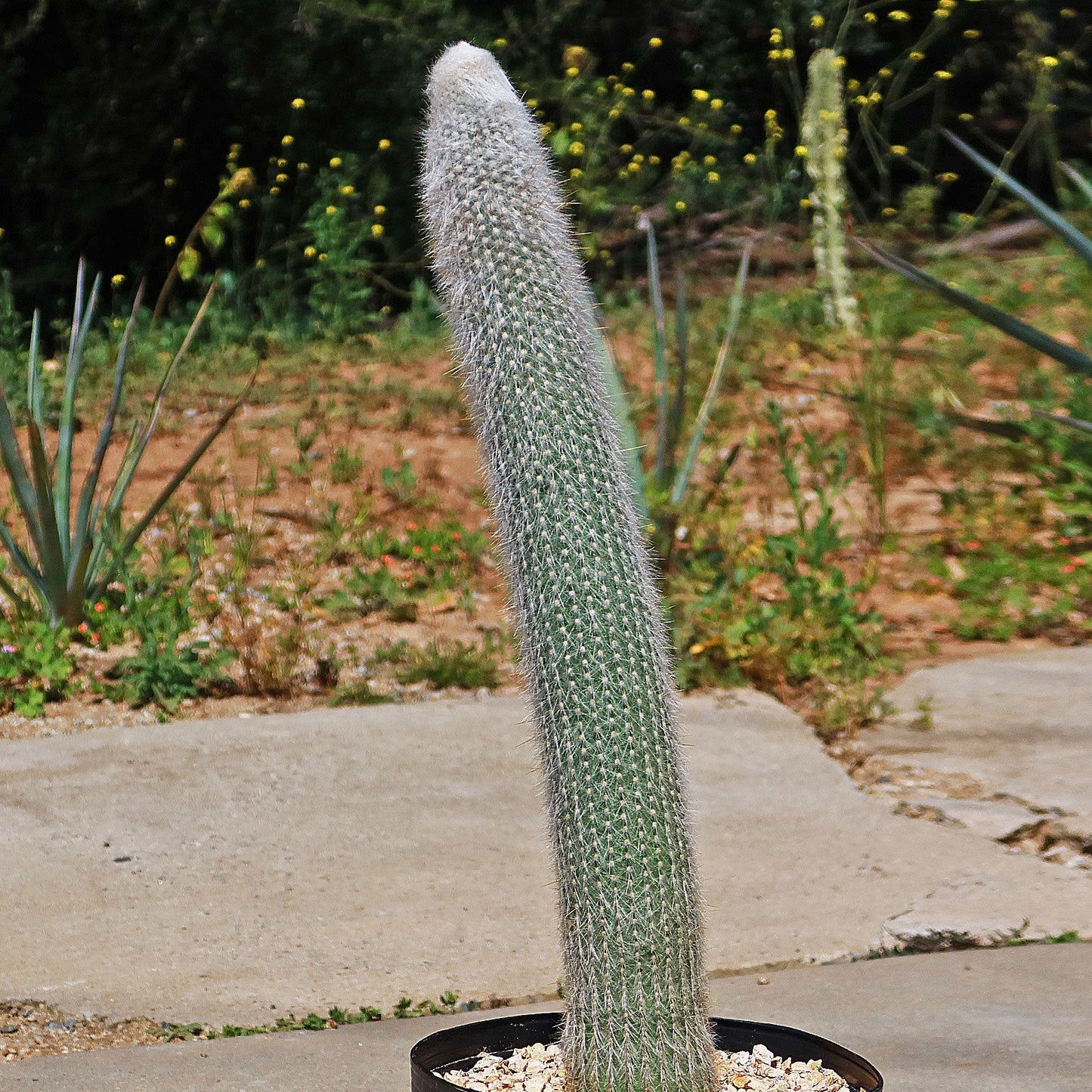 Silver Torch Cactus 'Cleistocactus strausii'