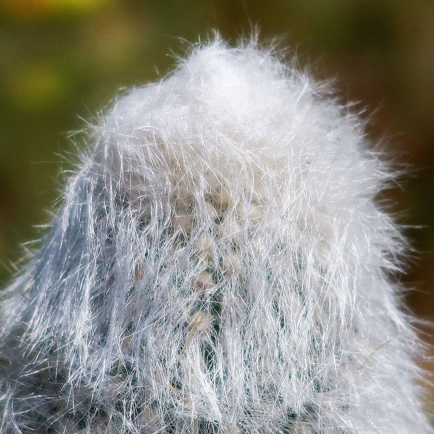 Silver Torch Cactus 'Cleistocactus strausii'