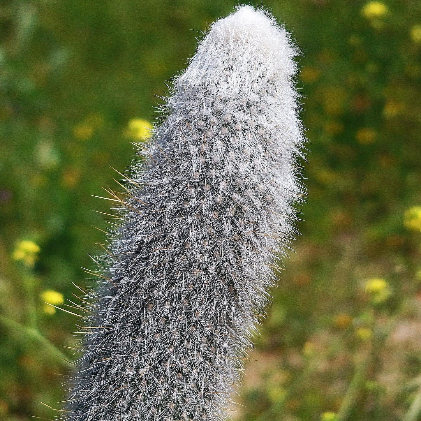 Silver Torch Cactus 'Cleistocactus strausii'