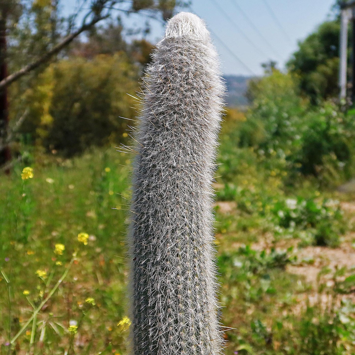 Silver Torch Cactus 'Cleistocactus strausii'