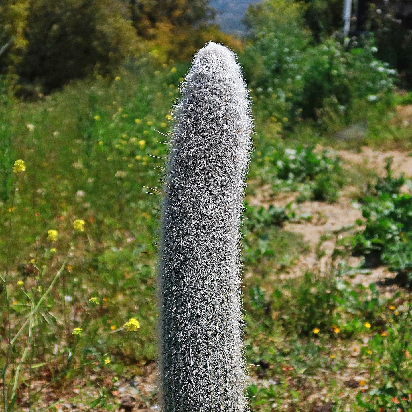 Silver Torch Cactus 'Cleistocactus strausii'