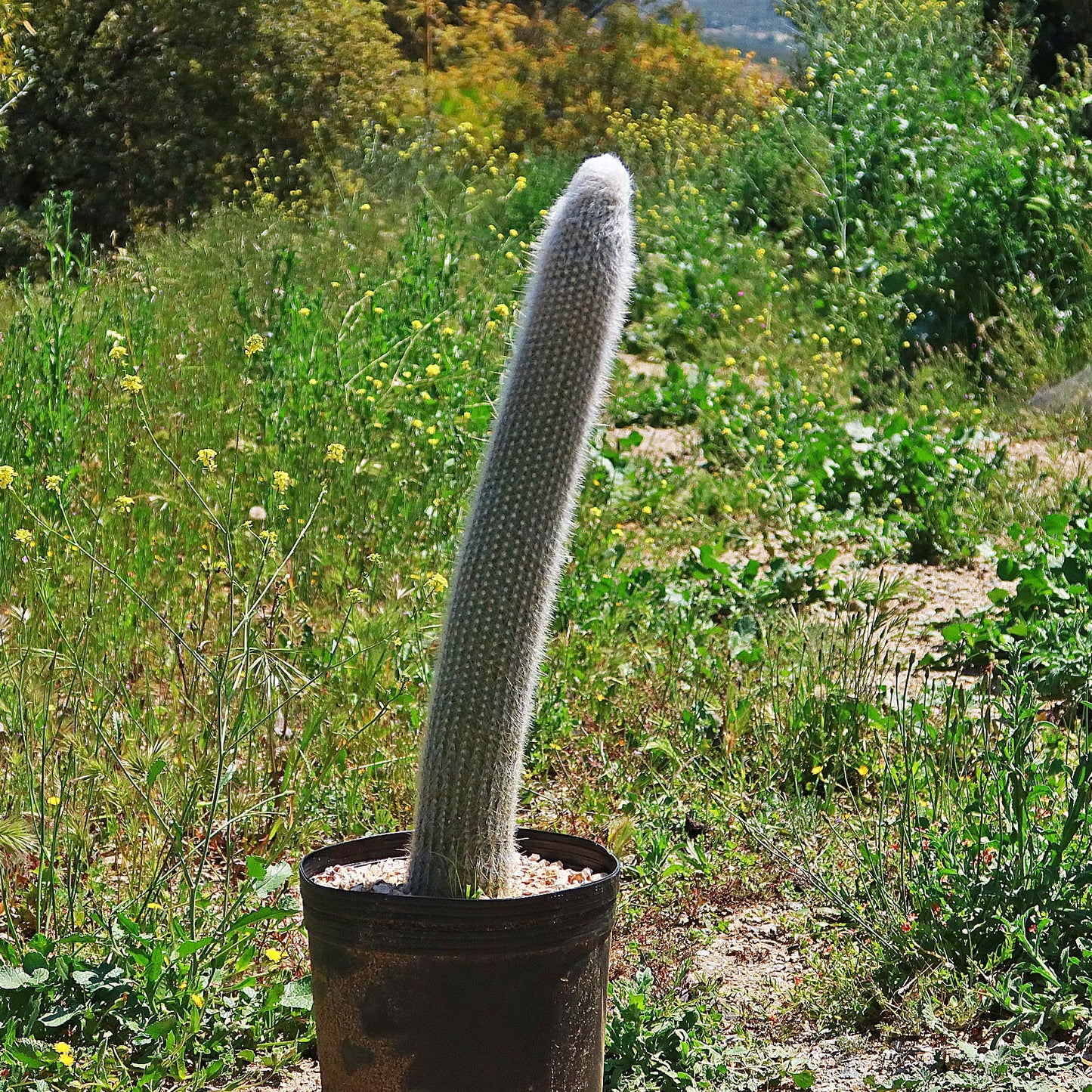 Silver Torch Cactus 'Cleistocactus strausii'