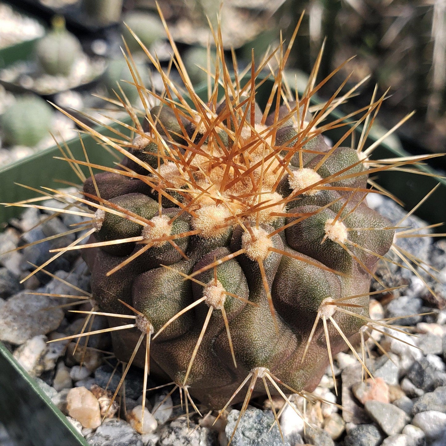 Copiapoa haseltoniana