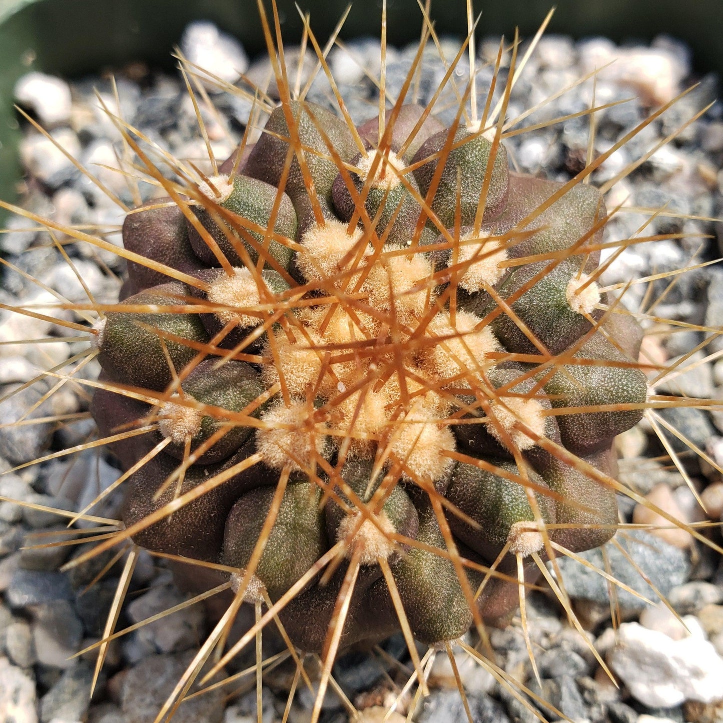 Copiapoa haseltoniana
