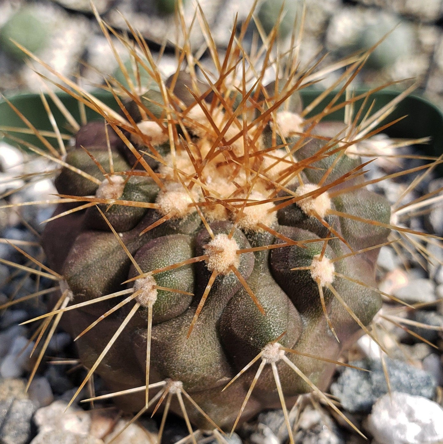 Copiapoa haseltoniana