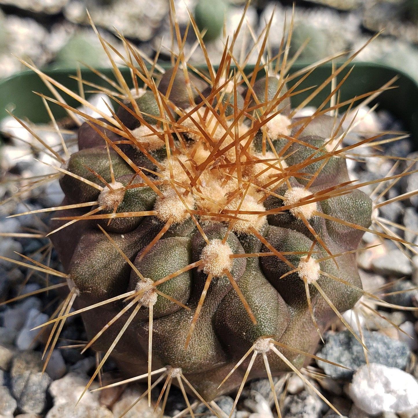 Copiapoa haseltoniana
