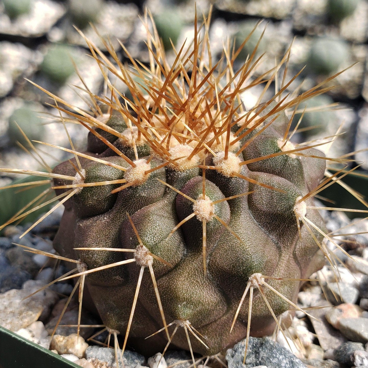Copiapoa haseltoniana