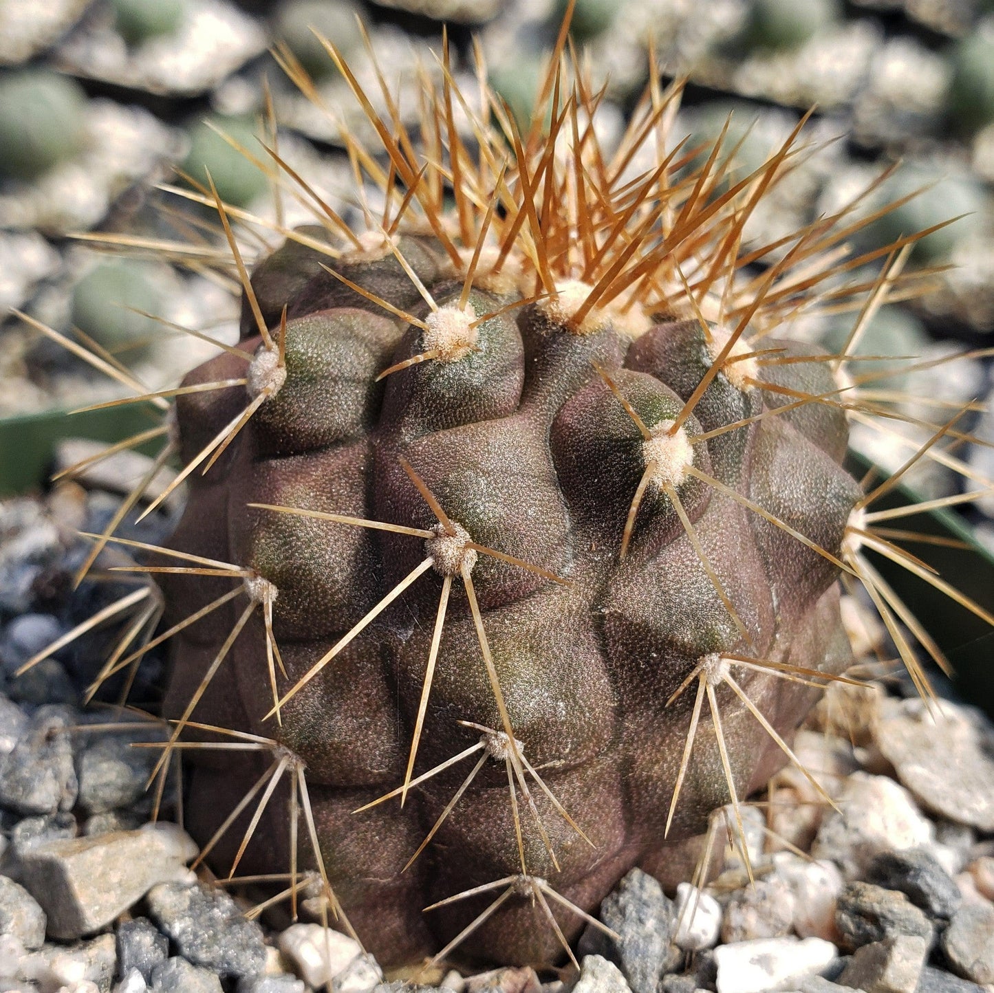 Copiapoa haseltoniana