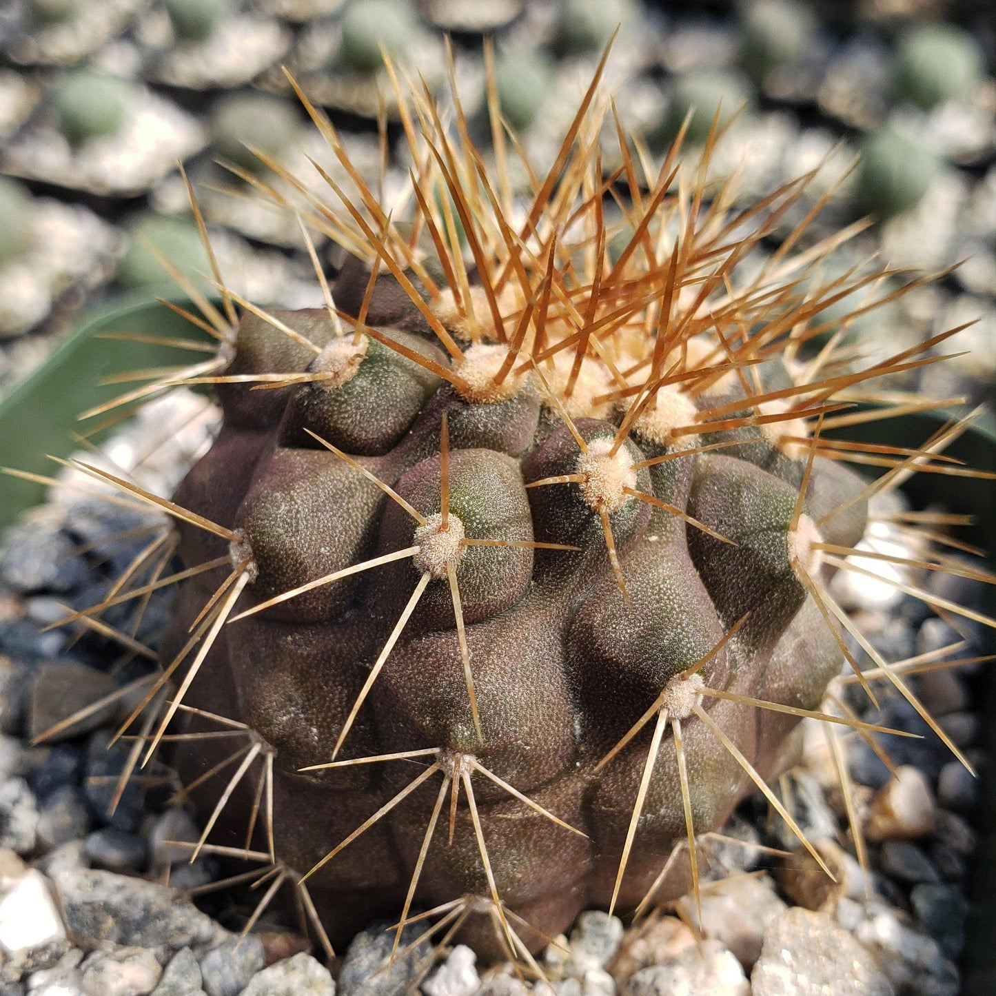 Copiapoa haseltoniana