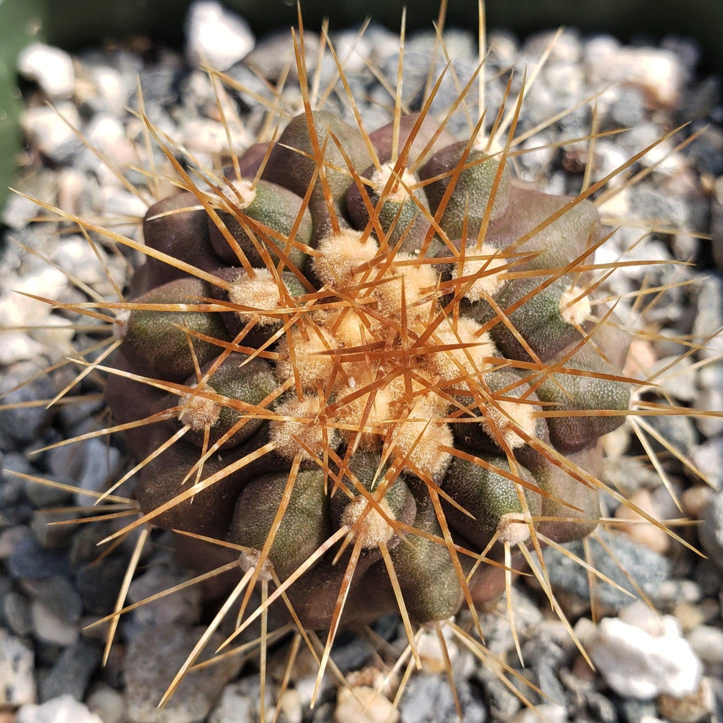 Copiapoa haseltoniana
