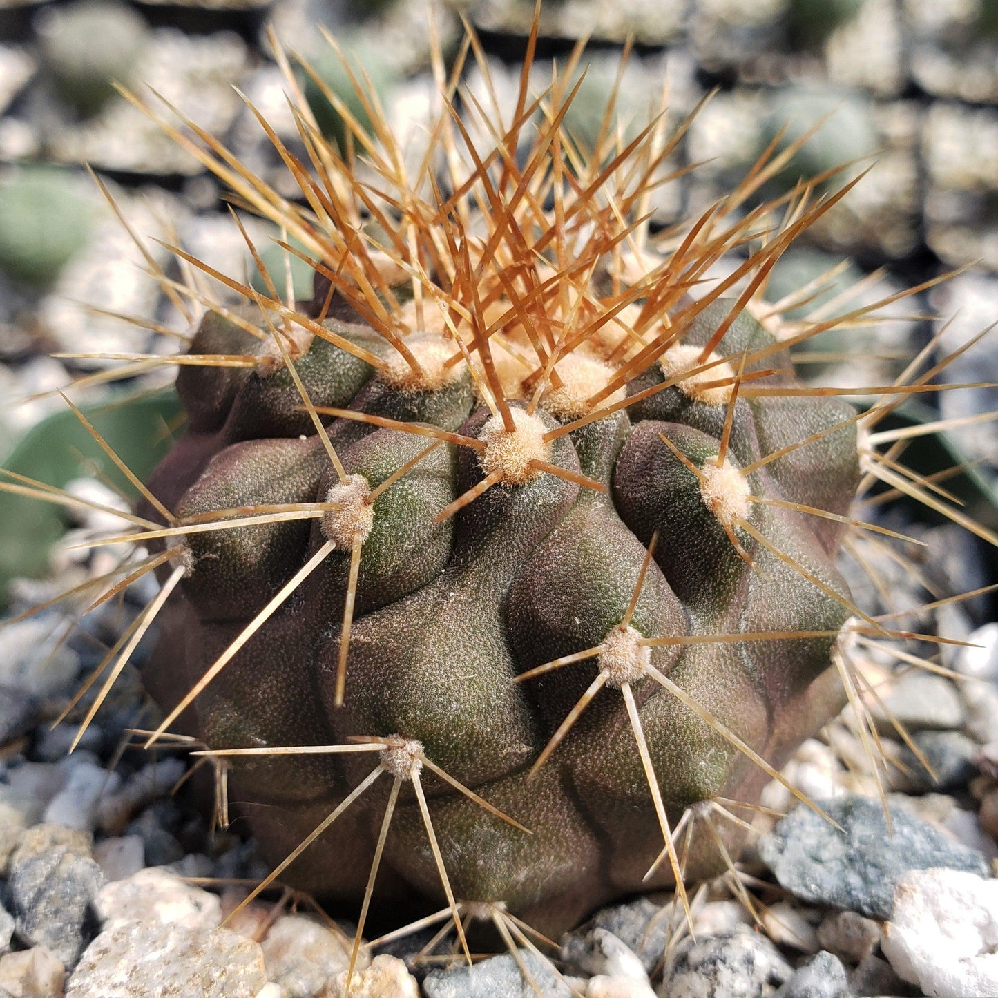 Copiapoa haseltoniana