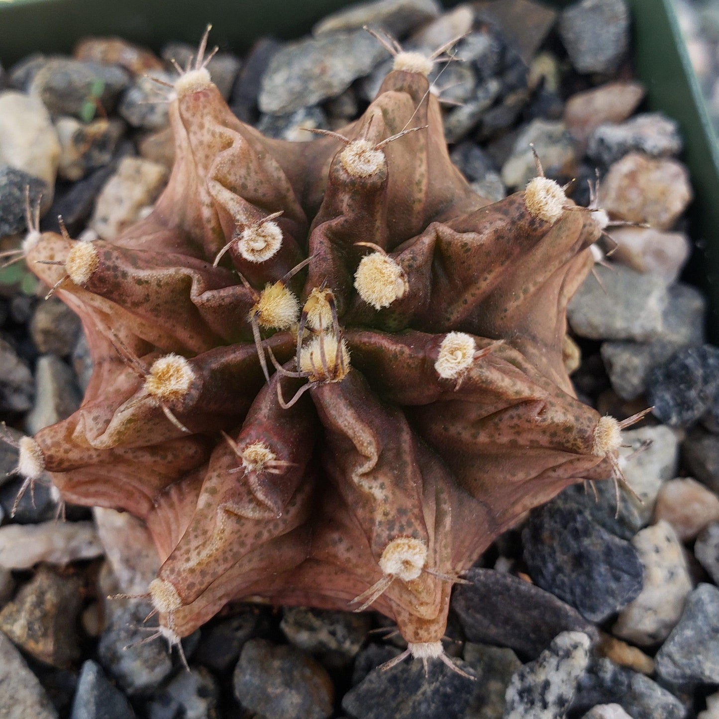 Gymnocalycium stenogonum