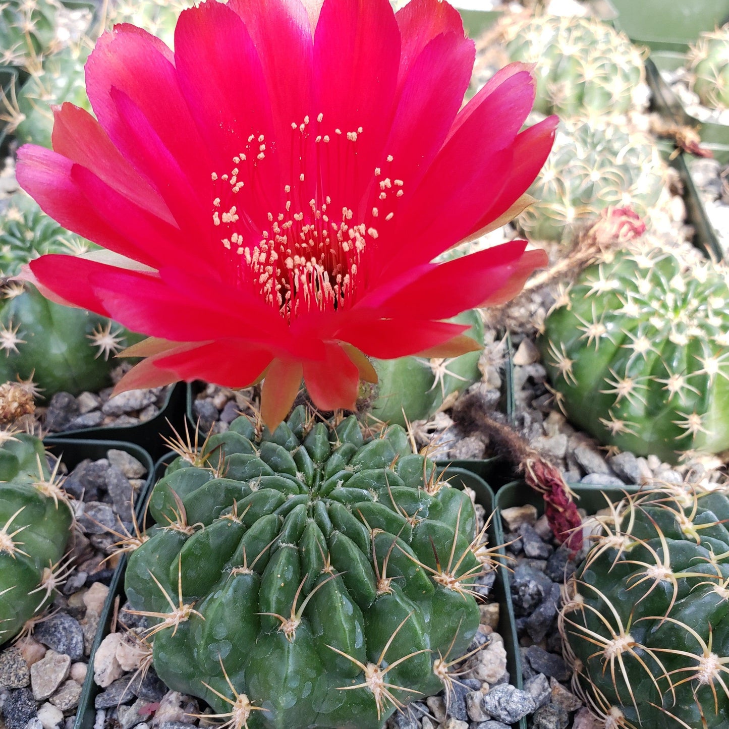 Lobivia prestoana